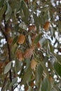 Elaeagnus, silverberry, oleaster Royalty Free Stock Photo