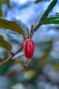 Elaeagnus sp. - Close-up, red fruits on a plant twig in a botanical garden