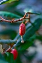 Elaeagnus sp. - Close-up, red fruits on a plant twig in a botanical garden