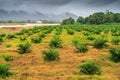 Elaeis guineensis trees