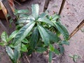 Elaeocarpus ganitrus, Rudraksh, seeds used in Prayer beads