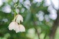 Elaeocarpus hainanensis or Elaeocarpus grandifloras flower on th Royalty Free Stock Photo