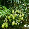 Elaeocarpus hygrophilus Kurz Royalty Free Stock Photo