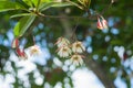 Elaeocarpus littoralis flowers Royalty Free Stock Photo