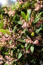 Elaeocarpus reticulatus - Small soft pink flowers