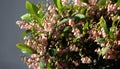 Elaeocarpus reticulatus - soft pink flowers