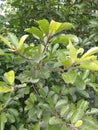 Elaeocarpus serratus,veralu.a fruit like that is usee herbal and used leaves and fruit aurwedic d landscape