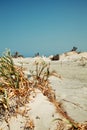 Elafonissi Island of Crete, Greece. Mediterranean White Flower i