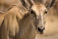 Eland