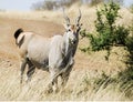 Eland