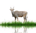 Eland Royalty Free Stock Photo