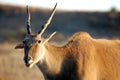 Eland