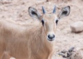 Eland antelop cub in zoo Royalty Free Stock Photo