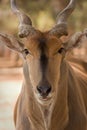 Eland antelope Royalty Free Stock Photo