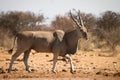 Eland antelope Royalty Free Stock Photo