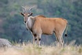 Eland antelope Royalty Free Stock Photo