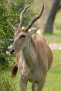 Eland antelope Royalty Free Stock Photo