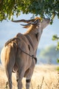 An Eland antelope browsing in Mana Pools Zimbabwe