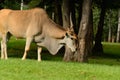 Eland Antelope / Common Eland (Taurotragus Oryx) Royalty Free Stock Photo