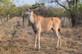 Eland Royalty Free Stock Photo