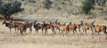 Eland antelope herd