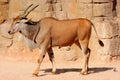 Eland Antelope in a hot environment
