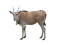 Eland Antelope Isolated On White Background