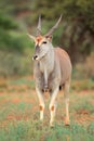 Eland antelope