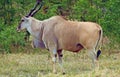 Eland Antelope - Largest Antelope Royalty Free Stock Photo