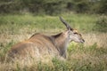 Eland antelope lying in grass in Ndutu in Tanzania