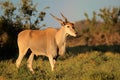 Eland antelope