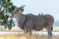 An Eland antelope in Mana Pools Zimbabwe Royalty Free Stock Photo