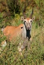 A female eland antelope in natural habitat, South Africa Royalty Free Stock Photo