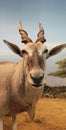 eland antelope, a species of African antelope that inhabits savannas and plains Royalty Free Stock Photo