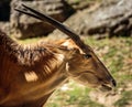 Eland antelope taurotragus oryx Royalty Free Stock Photo