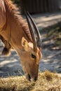Eland antelope taurotragus oryx Royalty Free Stock Photo
