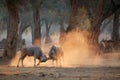 Eland antelope, Taurotragus oryx, two males fighting in an orange cloud of dust, illuminated by morning sun. Low angle, animals