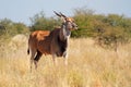 Eland antelope Royalty Free Stock Photo