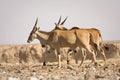 Eland antelopes