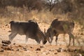 Eland antelopes Royalty Free Stock Photo