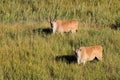 Eland antelopes in grassland Royalty Free Stock Photo