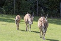 3 eland antelopes on grasslands on a sunny summer day Royalty Free Stock Photo