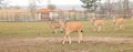 Eland Antelopes in Lany, Czechia Royalty Free Stock Photo