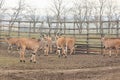 Eland Antelopes in Lany, Czechia Royalty Free Stock Photo