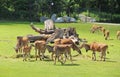 Eland antelopes and Nile lechwes Royalty Free Stock Photo