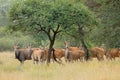 Eland antelopes herd in savannah landscape, South Africa Royalty Free Stock Photo