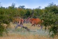 Eland anthelope, Taurotragus oryx, big brown African mammal in nature habitat. Eland in green vegetation, Kruger National Park,