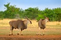 Eland anthelope, Taurotragus oryx, big brown African mammal in nature habitat. Eland in green vegetation, Kruger National Park,