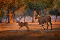 Eland anthelope, Taurotragus oryx, big brown African mammal in nature habitat. Eland in green vegetation, Mana Pools NP. Wildlife