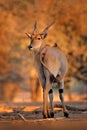 Eland anthelope, Taurotragus oryx, big brown African mammal in nature habitat. Eland in green vegetation, Mana Pools NP. Wildlife